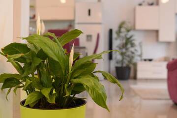 Фото номера Вилла с 3 спальнями Виллы Vila Alima г. Мамайя Норд – Нэводари 35